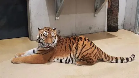 Diego już w opolskim zoo