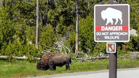 Bizon w Parku Yellowstone