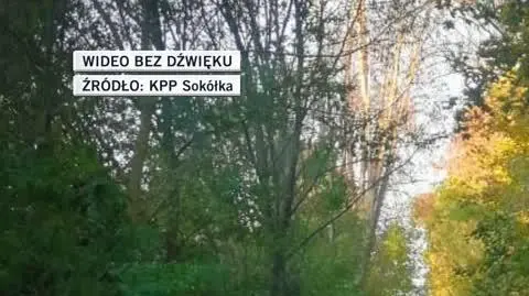 Sokółka, byki
