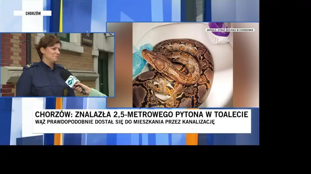 2,5 metrowy pyton w toalecie 
