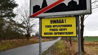 Ogniska ptasiej grypy