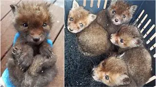 Małe liski wyciągnięte z rury w rowie melioracyjnym