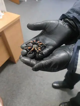 Na klatce schodowej siedział ogromny pająk. "Bestia" jest do odebrania w Straży Miejskiej
