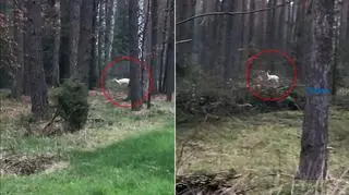 Biała łania w lesie pod Biłgorajem