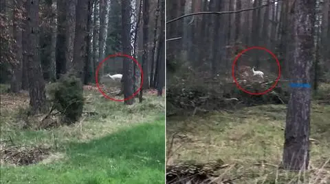 Biała łania w lesie pod Biłgorajem