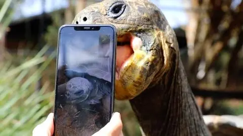 Żółwie na randce przez telefon. Spotkają się po kwarantannie