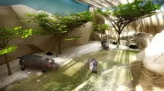 Wizualizacja wybiegu dla hipopotamów