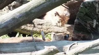 Rysie z wrocławskiego zoo