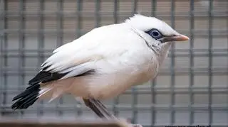 We wrocławskim zoo wykluły się dwa młode