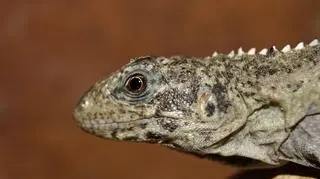 Kolczaste rzadkości