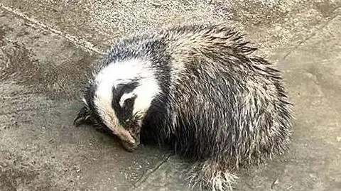 Odwiedził go borsuk. Wybudził się ze snu zimowego, potrzebował pomocy
