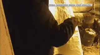 Plantacja marihuany w Jeleniej Górze