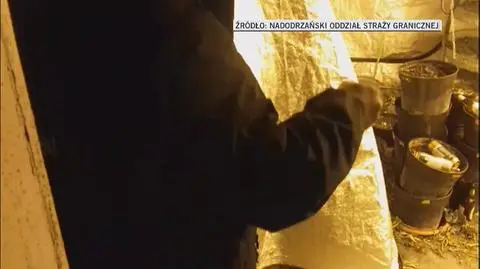 Plantacja marihuany w Jeleniej Górze