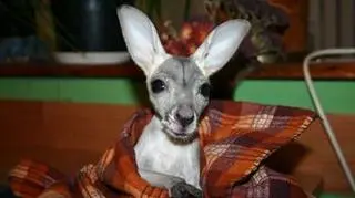 Kangurzątko mieszka teraz w specjalnej, flanelowej torbie