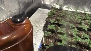 Plantacja marihuany w pralni chemicznej