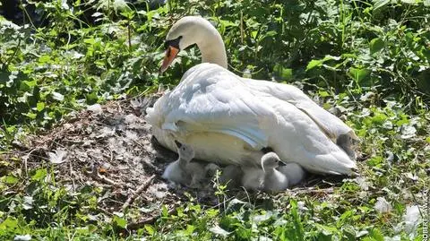 Łabędzia rodzina z Bydgoszczy powiększyła się