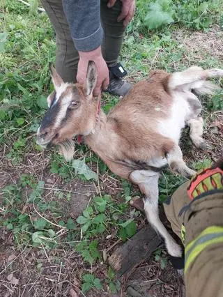 Strażacy uratowali kozę, która wpadła do studni