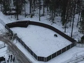 Są już pierwsze żubry