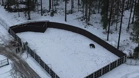 Są już pierwsze żubry