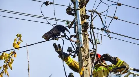 Kot utknął na słupie energetycznym. Żeby go uwolnić trzeba było odciąć prąd