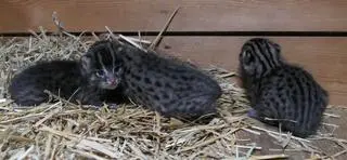 Młode taraje przyszły na świat w toruńskim ogrodzie zoobotanicznym