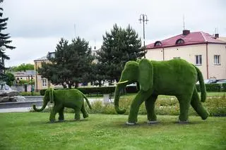Zostały ustawione w zeszłym roku 