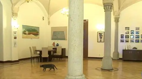 Skarga na kota w ratuszu