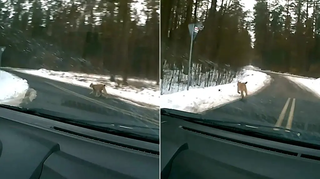 Ryś na drodze jak u siebie