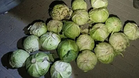 Kradli kapustę z pola. Wpadli, bo nieprawidłowo zaparkowali samochód