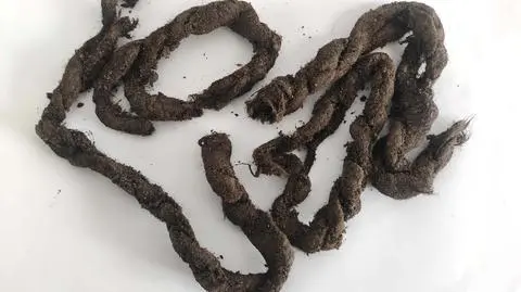Fragment sznura odkryty podczas prac na rynku w Jarosławiu. 