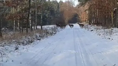 Chmara jeleni przebiega przez leśną drogę. Nagranie