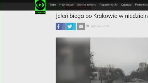 Jeleń w Krakowie