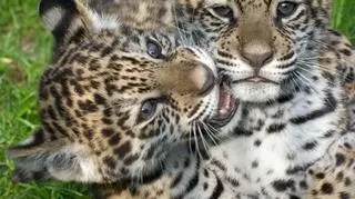 Młode jaguary w czasie zabawy
