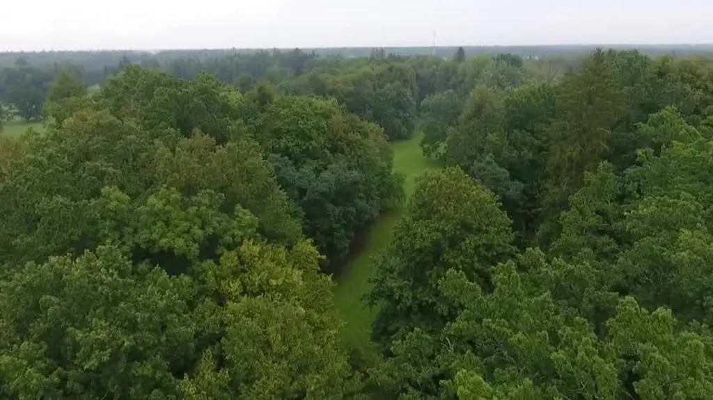 bialowieza