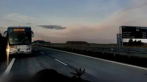 Autobus potrącił łosia. Kierowcy i pasażerom nic się nie stało, zwierzę nie przeżyło