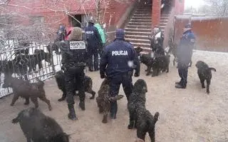 Psy żyły w dramatycznych warunkach