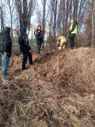 Sarna utknęła w ogrodzeniu przy ulicy Nowohuckiej w Krakowie
