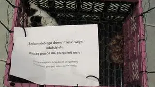 Koty zostały porzucone w koszykach przed sklepami