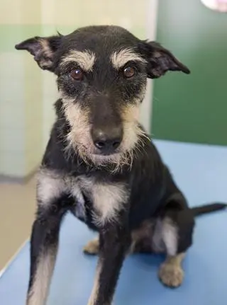 Pies po leczeniu trafi do adopcji