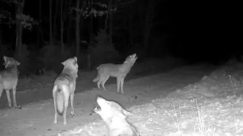 Wyjąca wataha wilków w oku fotopułapki. "Lepiej nie mogły się ustawić"