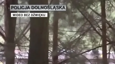 policja