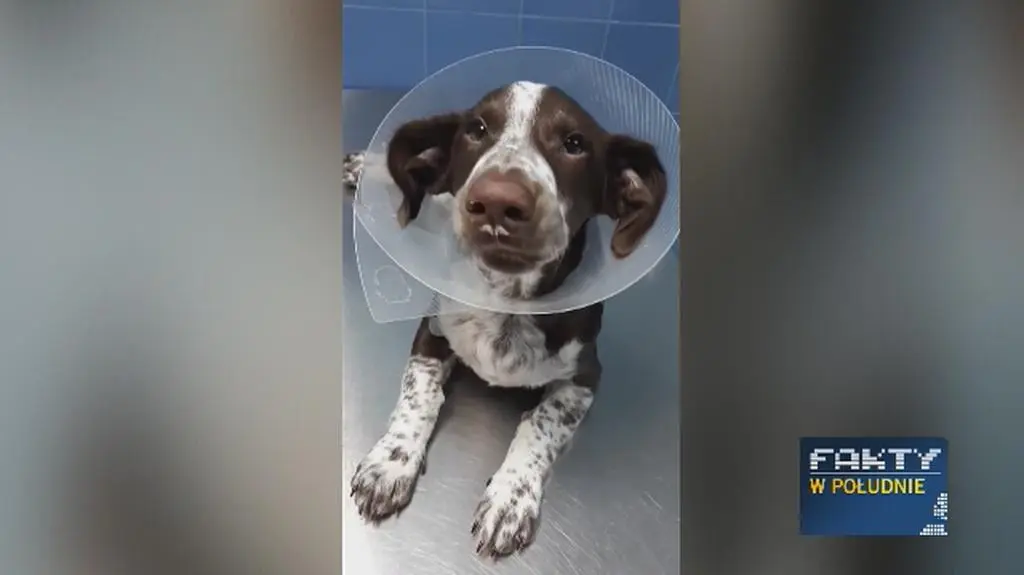 Fijo ma sparaliżowane tylne łapy