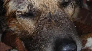 Psem zajmuje się teraz czterech weterynarzy