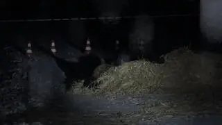 Ranny żubr leżał przy drodze, zabezpieczali go strażacy