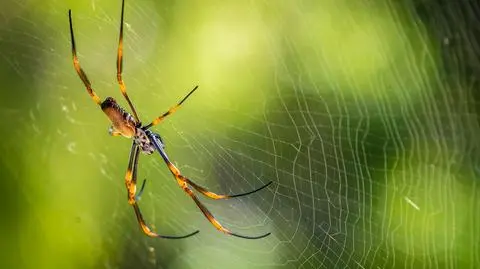 Pająk Trichonephila plumipes