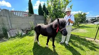 Kucyk wrócił do swojego właściciela