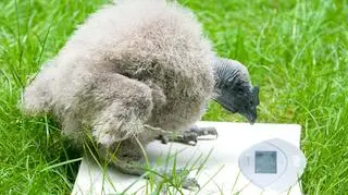 "W wieku 2 miesięcy mały kondor waży już 5 kg"