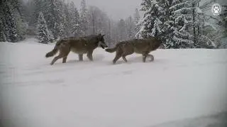 Wilcza rodzina w oku fotopułapki w Beskidzie Żywieckim