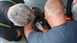 Trzeba było użyć specjalistycznego sprzętu