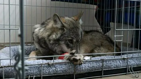 Jechała do potrąconego dużego psa, w rowie znalazła wilka. "Nogi się pode mną ugięły"